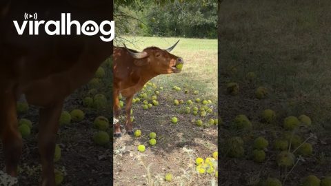 Longhorn Cow Munches On Osage Oranges || ViralHog