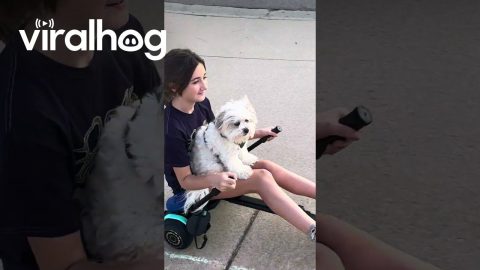 Dog Goes For a Ride Around the Neighborhood || ViralHog