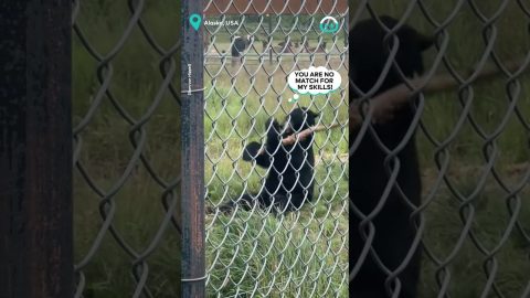 Bear Practices Ninja Skills || ViralHog