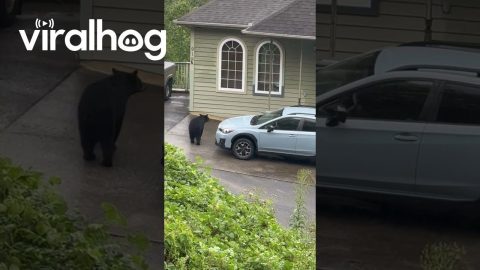 Aggressive Black Bear in Gatlinburg, Tennessee || ViralHog