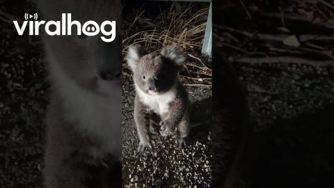 Young Koala In The Road || ViralHog