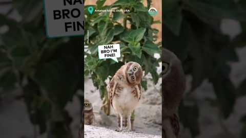 Owl Turns Upside Down For Better View || ViralHog