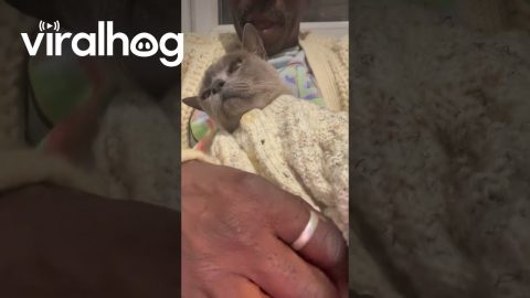 Purring Cat Snuggles In Matching Cardigan || ViralHog