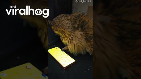 Owl Plays Phone Game for Cats || ViralHog