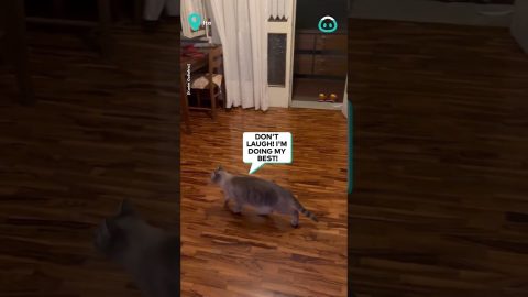 Dad And Cat Try Catch Bat || ViralHog
