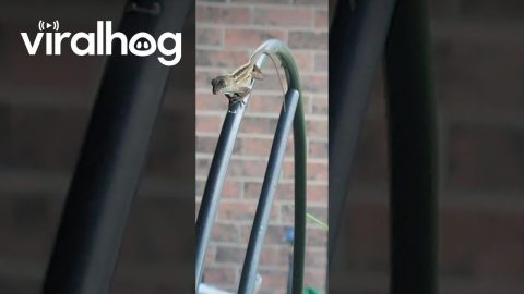 Lizard Waves Back || ViralHog