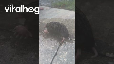 Father and Son Save a Mole || ViralHog
