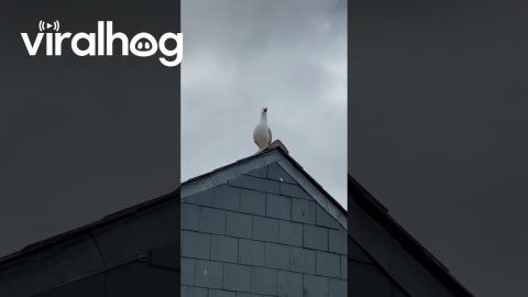 Seagull Says Wow || ViralHog