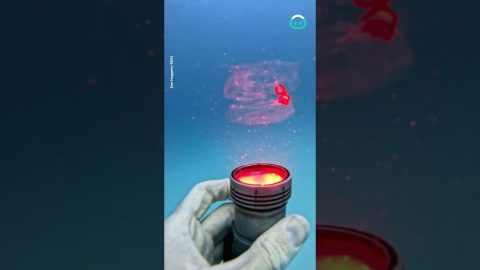 Diver And Salp || ViralHog