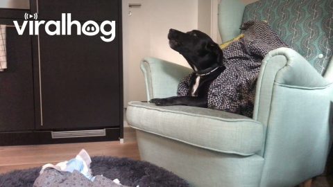 Dog Sings Along With Guitar || ViralHog