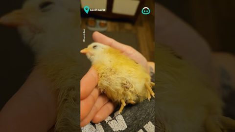 Lil Chick Snoozes || ViralHog