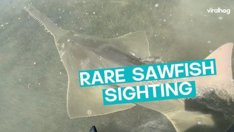 Rare Sawfish Sighted || ViralHog