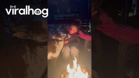 Stella the Wallaby Loves to Sit by the Campfire || ViralHog