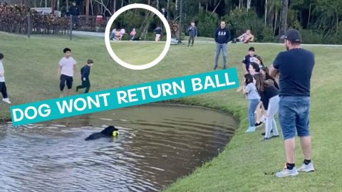 Dog's Ball Steal Involves Whole Park || ViralHog