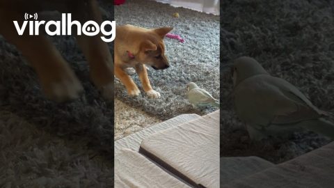 Parrot Flies Off With Puppy's Treat || ViralHog