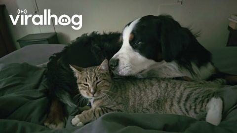 Purring Foster Cat Cuddles With Loving Dog || ViralHog