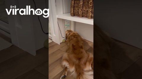 Dog Doesn't Mind Closing Door || ViralHog