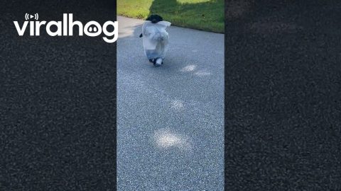 Dog With Trash Bag Greets Neighbor || ViralHog