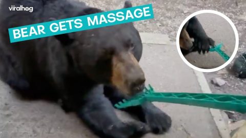 The Ultimate Bear Scratcher || ViralHog