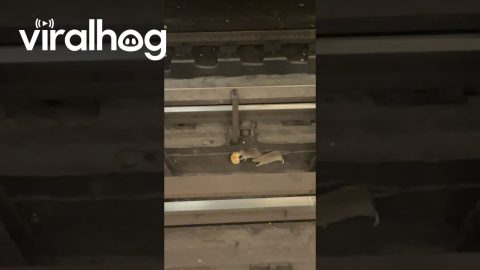 Two Rats Fight Over Bagel On NYC Train Tracks || ViralHog