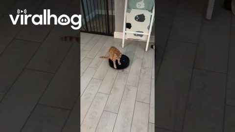 Orange Cat Rides Robot Vacuum || ViralHog