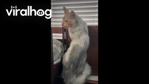 Maine Coon Munches On Powdery Chips || ViralHog