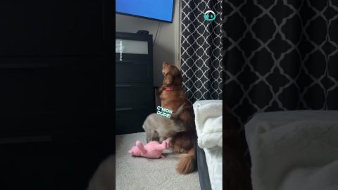 Doggie TV Addict || ViralHog