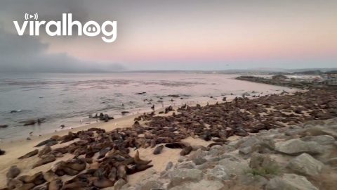 Sea Lions Take Over San Carlos Beach in Monterey, California || ViralHog