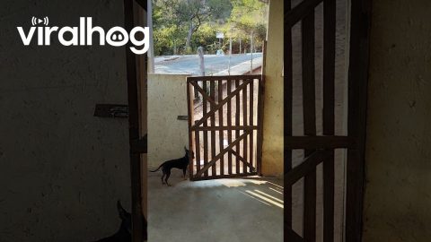 Miniature Pinscher Opens Locked Gate || ViralHog