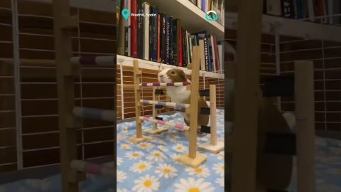 World Record Jumping Guinea Pig || ViralHog