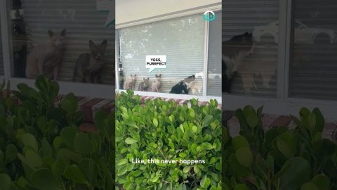 The Cats Are Up To Something || ViralHog