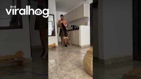 Happy Dog Hops For Breakfast || ViralHog