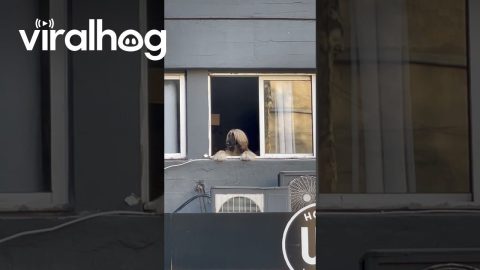 Dog Watches Neighborhood With Fabulous Hair || ViralHog