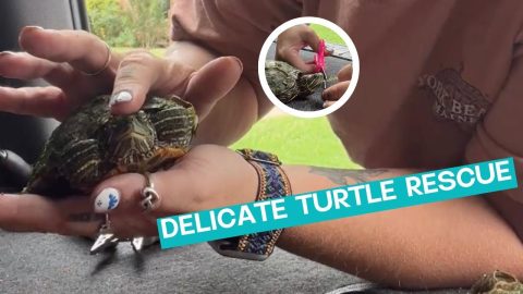 Turtle Saved From Fishing Line || ViralHog