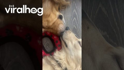 Sweetly Sleeping Boop To Boop || ViralHog