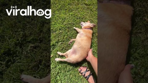 Elderly Dog Refuses To Leave Warm Sun || ViralHog