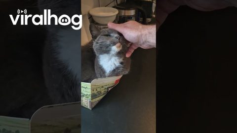Cat Naps In Tea Bag Box || ViralHog