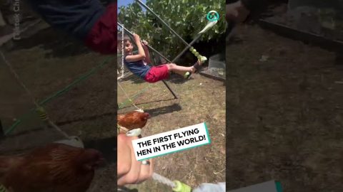 Chicken Enjoys The Swings || ViralHog