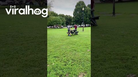 Self-balancing Boards Quickly Move Picnic Table || ViralHog