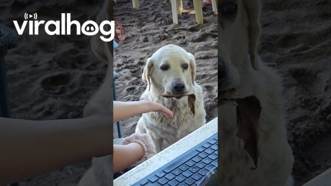 Dog Trades Leaf for a Treat || ViralHog