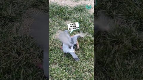 Pigeon And Kitten Play || ViralHog