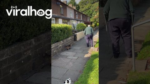Cat Keeps Grandad Company On Walk || ViralHog