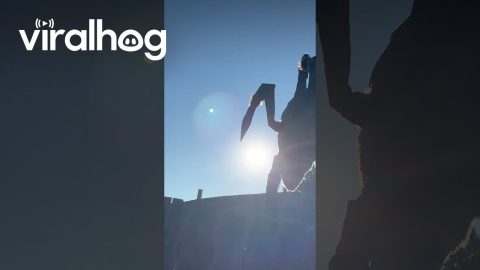 Giant Spider Decoration Is Diabolical || ViralHog