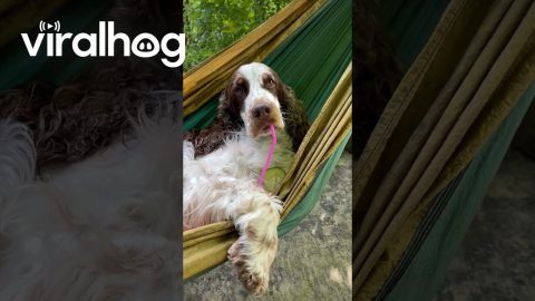 Spaniel Spends Afternoon Relaxing On Swinging Hammock || ViralHog
