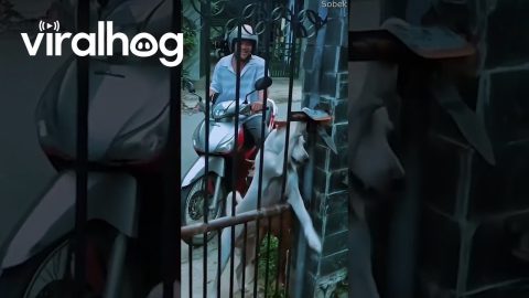Smart Dog Opens Gates When Dad Comes Home || ViralHog