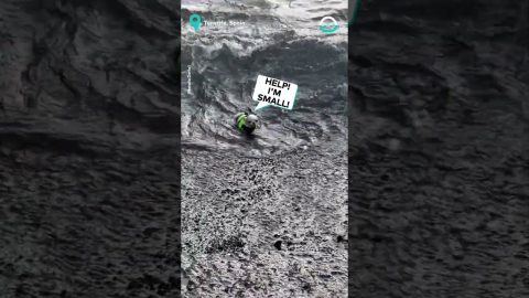 Little Dog Wrestles Waves || ViralHog