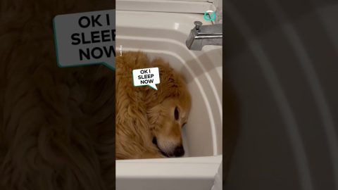 Dog Chooses Bath For Bed || ViralHog