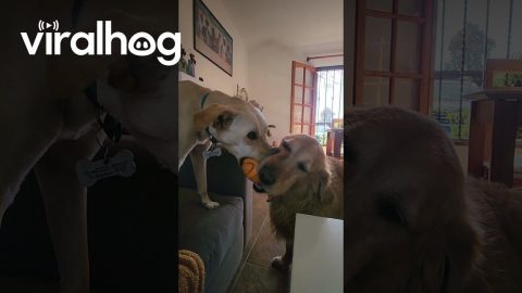 When Your Dogs Can't Share Their Toys || ViralHog