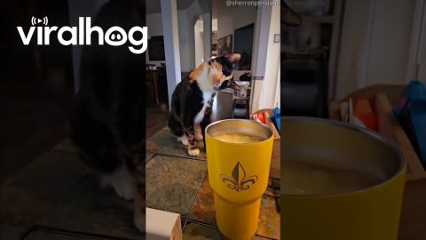 When Your Cat's a Menace || ViralHog
