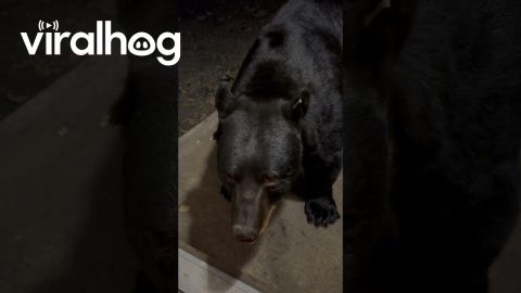 Wild Bear Closes Door and Sits on Command || ViralHog
